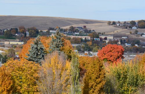 view of fall cemetery trees