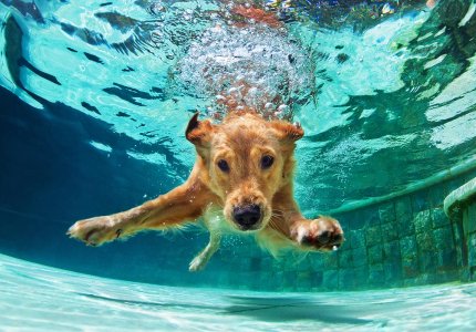 dog diving under water