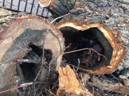 extensive tree rot
