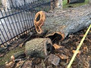 more tree with rot