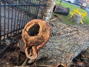 tree rot example