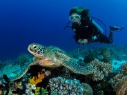 Diver with turtle 