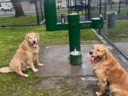 Two golden retrievers next to water fountain