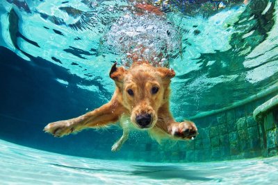 dog diving under water