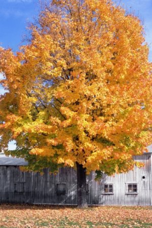 A tree with yellow leaves in the Fall